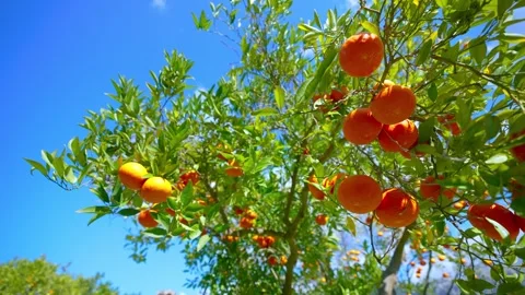 Orange in Soller, Mallorca, Spain Stock Footage 248357509