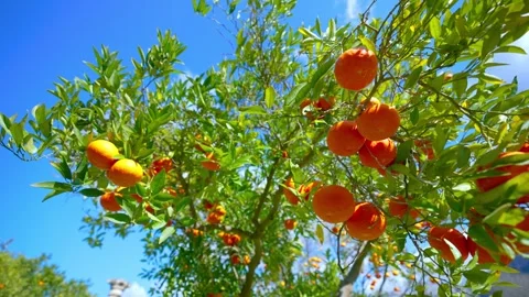 Orange in Soller, Mallorca, Spain Vídeos de archivo 248357715
