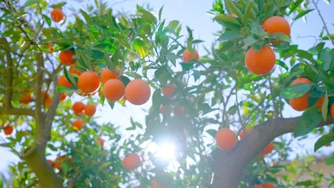 Orange in Soller, Mallorca, Spain Vídeos de archivo 248357988