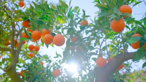 Orange in Soller, Mallorca, Spain Vídeos de archivo 248357994