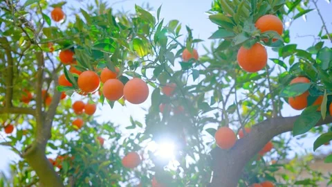 Orange in Soller, Mallorca, Spain Vídeos de archivo 248357996