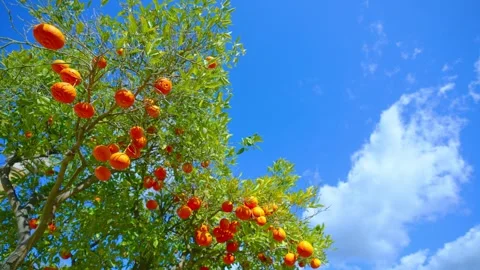 Orange in Soller, Mallorca, Spain 動画素材 248358189
