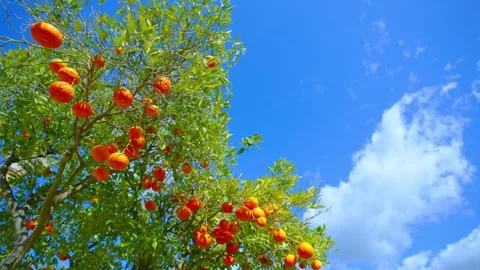 Orange in Soller, Mallorca, Spain Vídeos de archivo 248358260