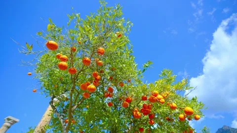 Orange in Soller, Mallorca, Spain 스톡 동영상 248358267