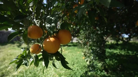 Orange in Soller, Mallorca, Spain 스톡 동영상 248358960