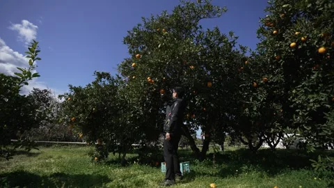 Orange in Soller, Mallorca, Spain Vídeos de archivo 248359213