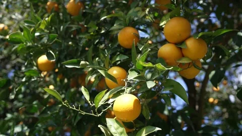 Orange in Soller, Mallorca, Spain 動画素材 248359234
