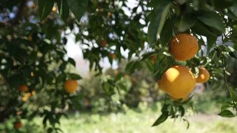 Orange in Soller, Mallorca, Spain Видео 248359399