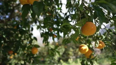 Orange in Soller, Mallorca, Spain Vídeos de archivo 248359494