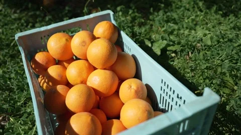 Orange in Soller, Mallorca, Spain Vídeos de archivo 248359527