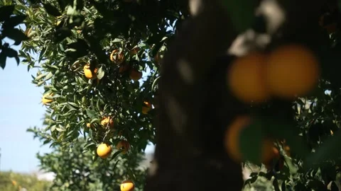 Orange in Soller, Mallorca, Spain Vídeos de archivo 248359529