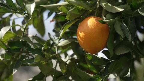 Orange in Soller, Mallorca, Spain Vídeos de archivo 248359615