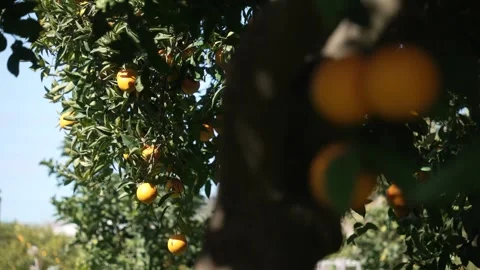 Orange in Soller, Mallorca, Spain Vídeos de archivo 248359618