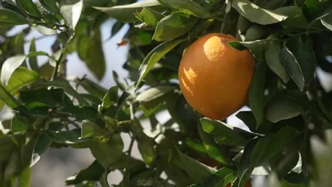 Orange in Soller, Mallorca, Spain Vídeos de archivo 248359689