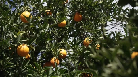 Orange in Soller, Mallorca, Spain Vídeos de archivo 248359763