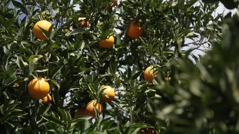 Orange in Soller, Mallorca, Spain Stock Footage 248359879