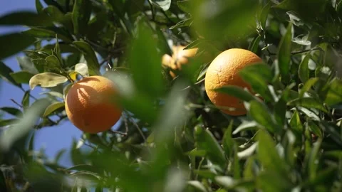 Orange in Soller, Mallorca, Spain 库存影片 248359938