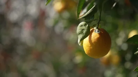 Orange in Soller, Mallorca, Spain Vídeos de archivo 248359972