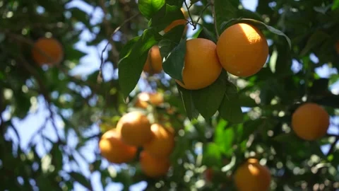 Orange in Soller, Mallorca, Spain 스톡 동영상 248360036
