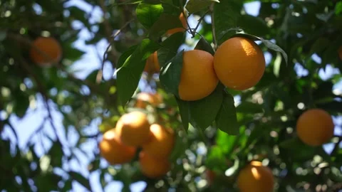Orange in Soller, Mallorca, Spain Stock Footage 248360087