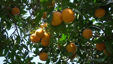 Orange in Soller, Mallorca, Spain Stock Footage 248360126