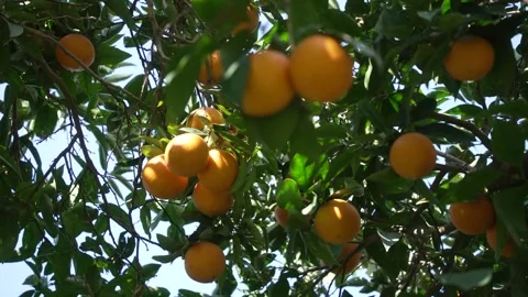 Orange in Soller, Mallorca, Spain Stock Footage 248360157