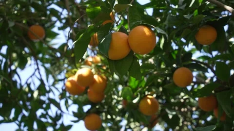 Orange in Soller, Mallorca, Spain Vídeos de archivo 248360185