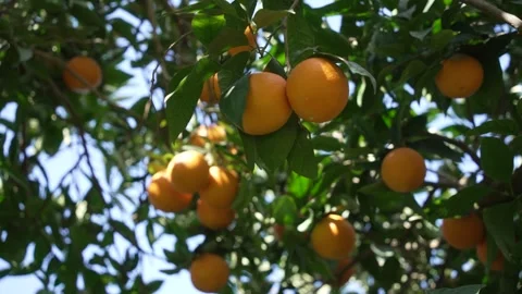 Orange in Soller, Mallorca, Spain Vídeos de archivo 248360211