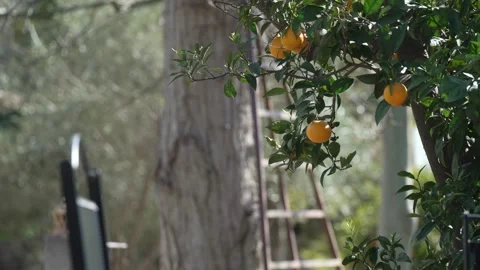 Orange in Soller, Mallorca, Spain Видео 248360325