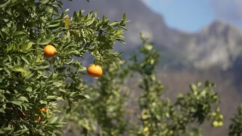 Orange in Soller, Mallorca, Spain Stock-Footage 248360342