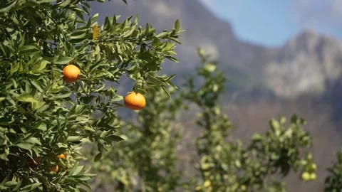 Orange in Soller, Mallorca, Spain 스톡 동영상 248360453