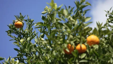 Orange in Soller, Mallorca, Spain Vídeos de archivo 248360805