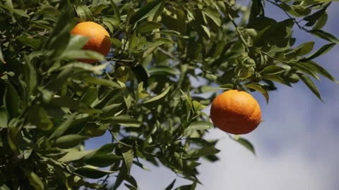 Orange in Soller, Mallorca, Spain Vídeos de archivo 248360909