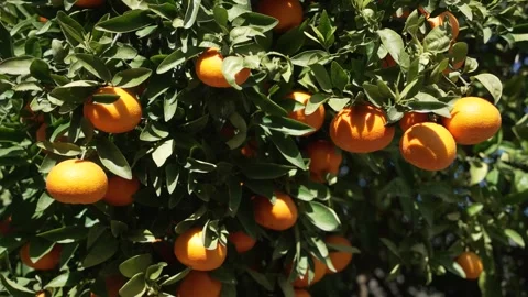 Orange in Soller, Mallorca, Spain Vídeos de archivo 248360956