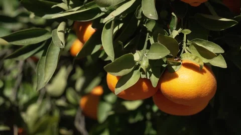 Orange in Soller, Mallorca, Spain Vídeos de archivo 248361020