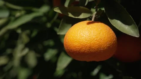 Orange in Soller, Mallorca, Spain Vídeos de archivo 248361052