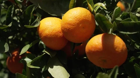 Orange in Soller, Mallorca, Spain Stock Footage 248361091
