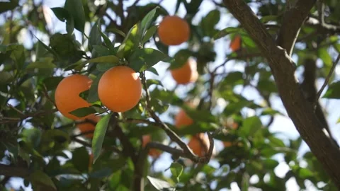 Orange in Soller, Mallorca, Spain Vídeos de archivo 248361611