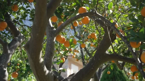 Orange in Soller, Mallorca, Spain Vídeos de archivo 248361693