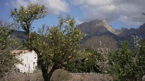 Orange in Soller, Mallorca, Spain Video stock 248361826