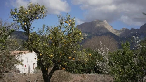 Orange in Soller, Mallorca, Spain Vídeos de archivo 248361856