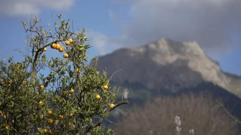 Orange in Soller, Mallorca, Spain Vídeos de archivo 248361889