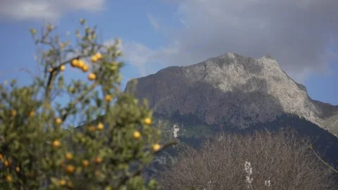 Orange in Soller, Mallorca, Spain 스톡 동영상 248361904