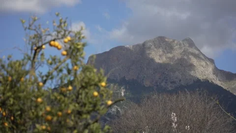 Orange in Soller, Mallorca, Spain Stock-Footage 248361953