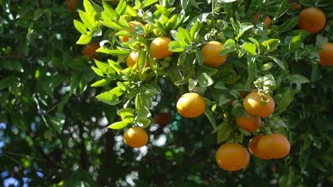 Orange in Soller, Mallorca, Spain Stock Footage 248362008