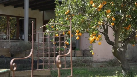 Orange in Soller, Mallorca, Spain 스톡 동영상 248362413