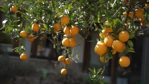 Orange in Soller, Mallorca, Spain Vídeos de archivo 248362554