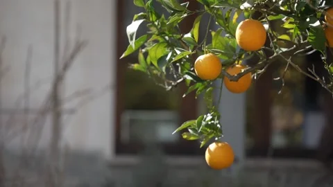 Orange in Soller, Mallorca, Spain Vídeos de archivo 248362600
