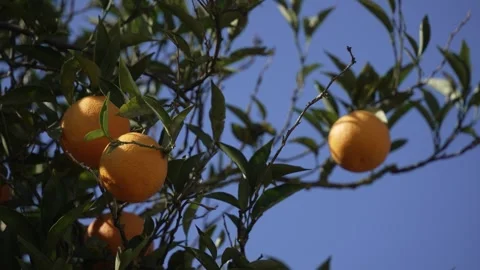 Orange in Soller, Mallorca, Spain Video stock 248362653