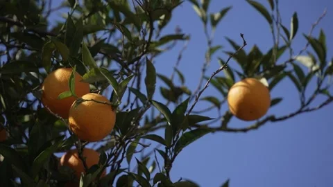Orange in Soller, Mallorca, Spain 스톡 동영상 248362683